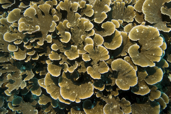 珊瑚礁特写