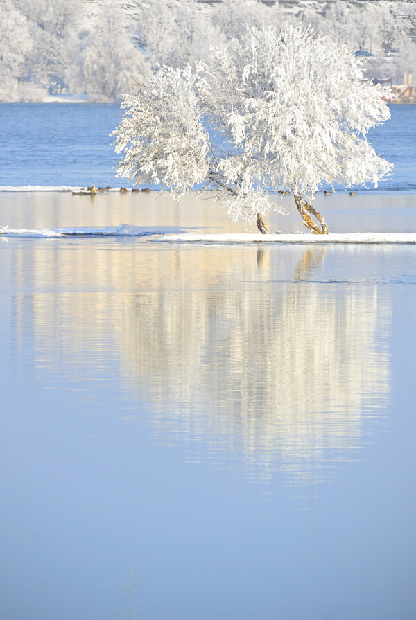 冬天湖泊树木图片