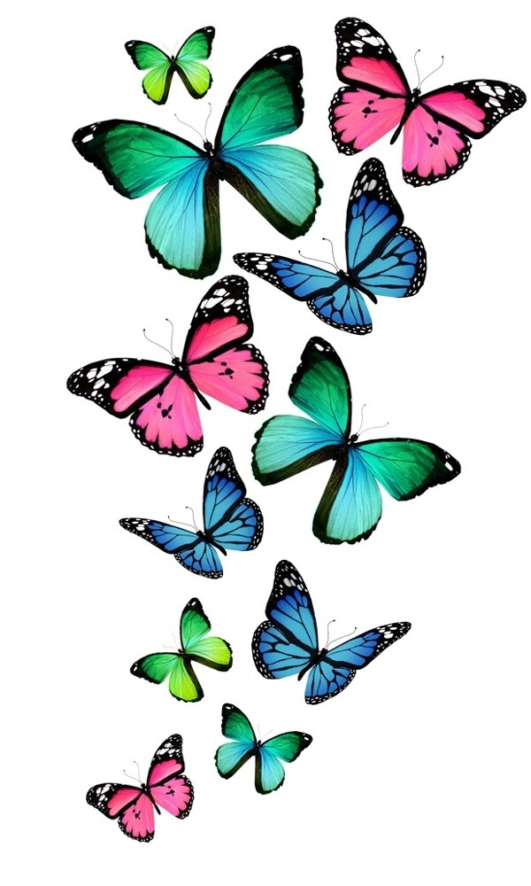 唯美彩色蝴蝶图片