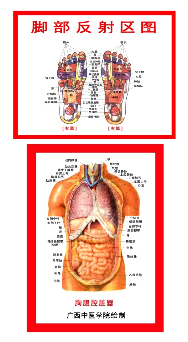 脚部反射胸腹腔脏器挂