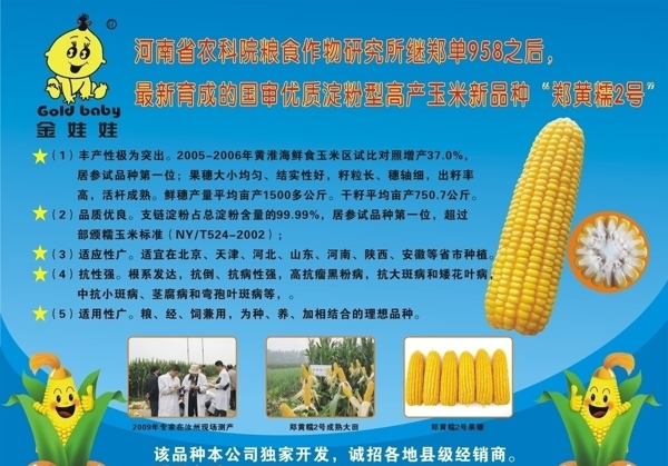 金娃娃玉米种子海报宣传