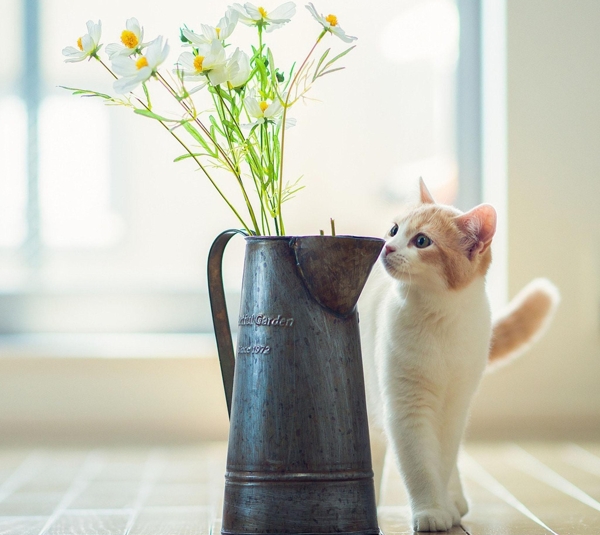 猫咪和花的故事图片