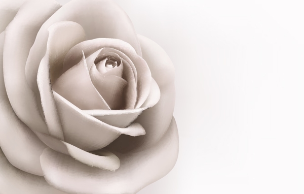 灰色玫瑰花卡通矢量素材