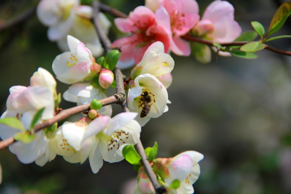 蜂蜜采蜜图片