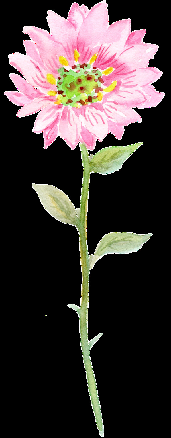 浪漫情人节植物花卉透明装饰素材