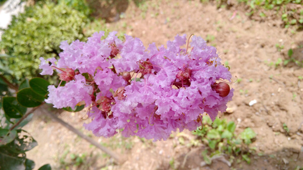 紫薇花粉红花红花图片