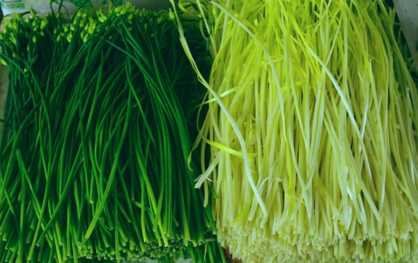 蔬菜韭胎黄韭菜图片