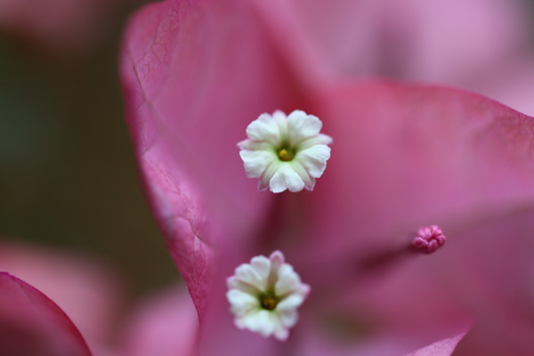 三角梅的花蕊