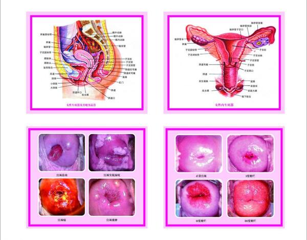 女性解剖图图片