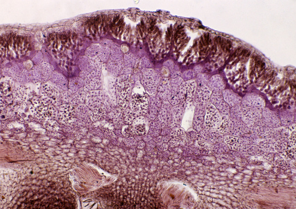紫色花纹细胞结构