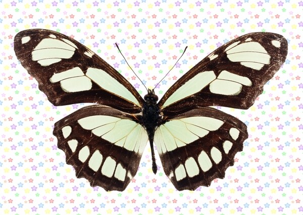 黑白网状蝴蝶图片