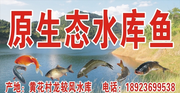 原生态水库鱼图片