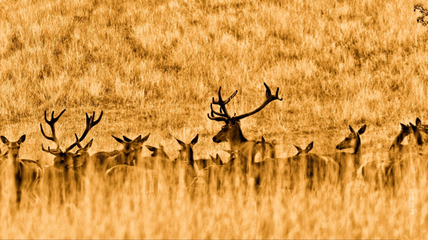 草原上的鹿群图片