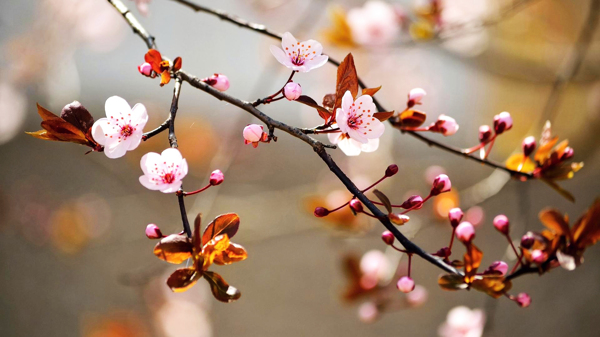 桃花图片