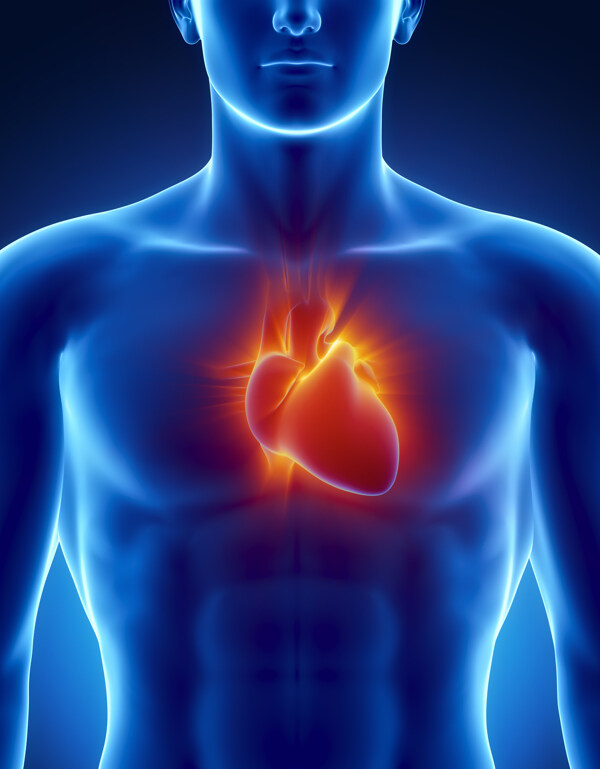 男性心脏器官图片