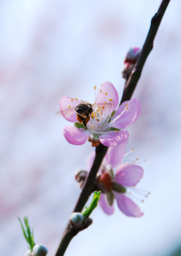 蜜蜂图片