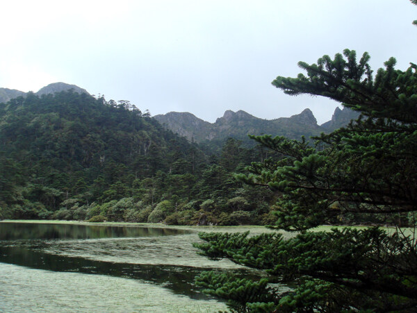 仙草湖2