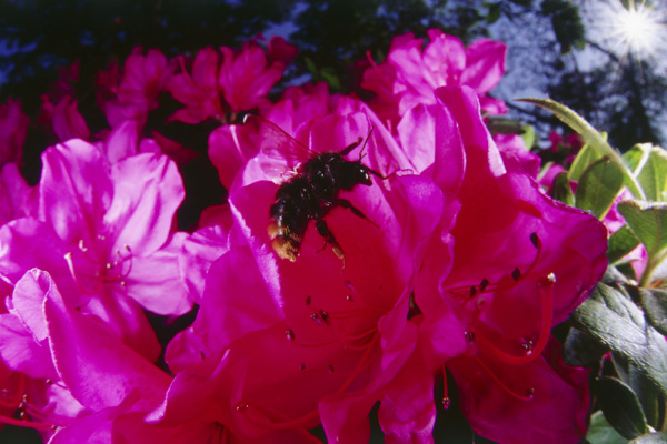 花丛中采蜜的蜜蜂图片