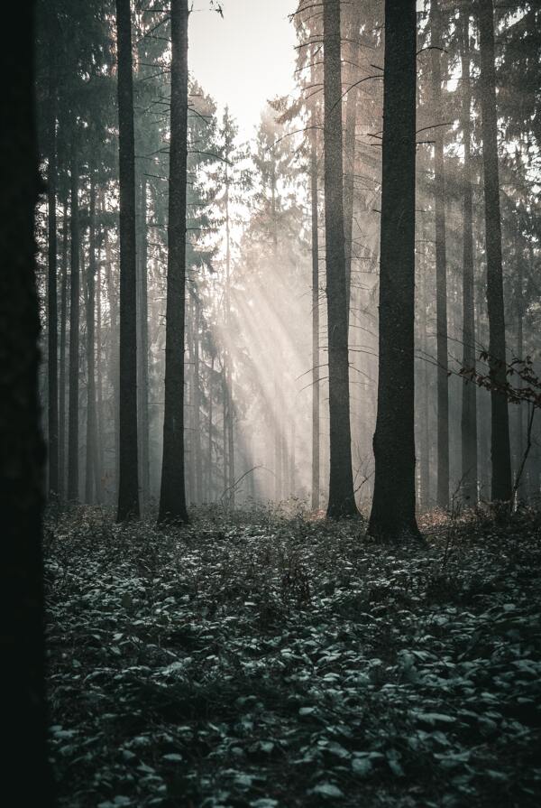树林圣光