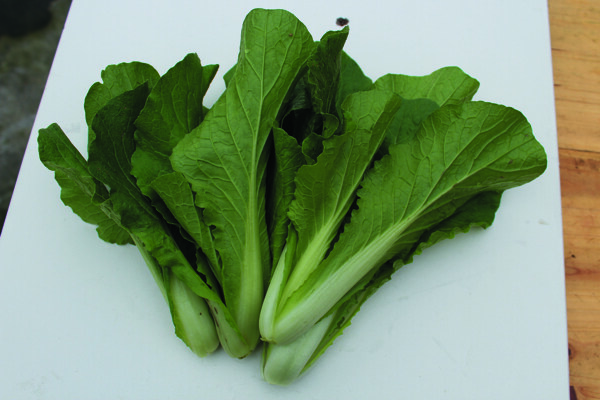 蔬菜白菜图片