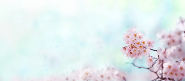 美丽的桃花花枝背景图片