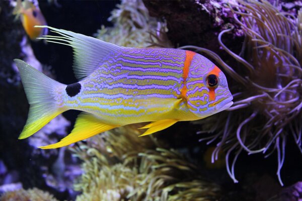 水族馆热带鱼图片