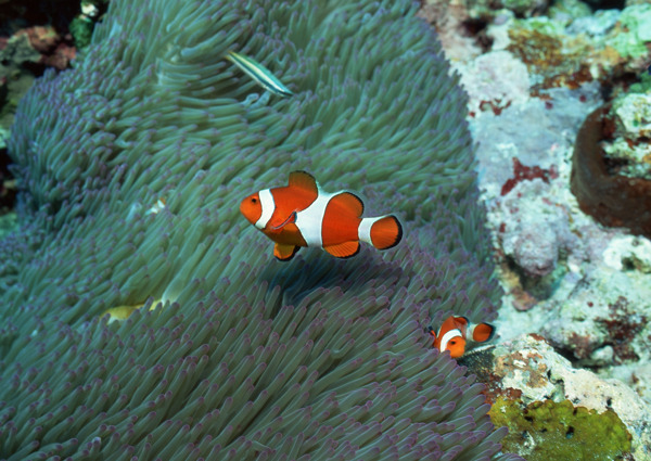 海洋生物