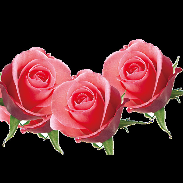 精美的玫瑰花花朵元素素材