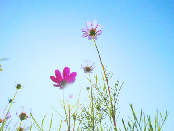 格桑花图片