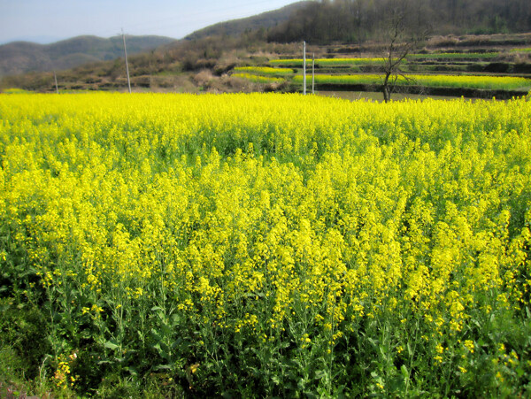 油菜花开图片