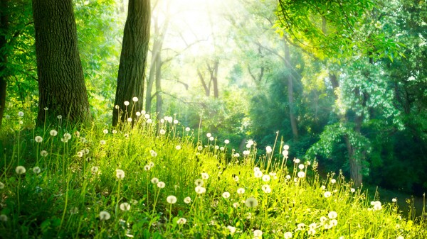 花草背景