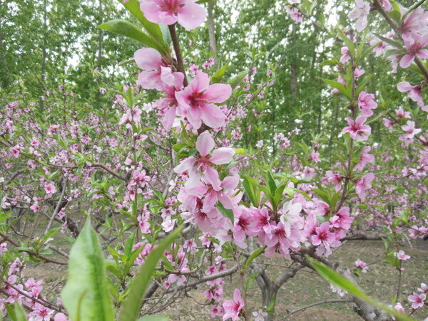 桃花图片