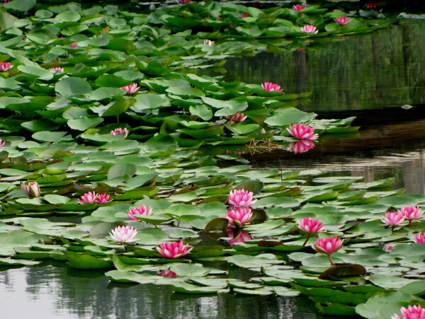 水莲花池图片