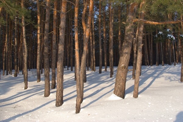 冬季树林美景图片