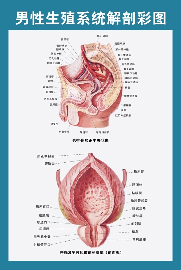男性生殖解剖图图片