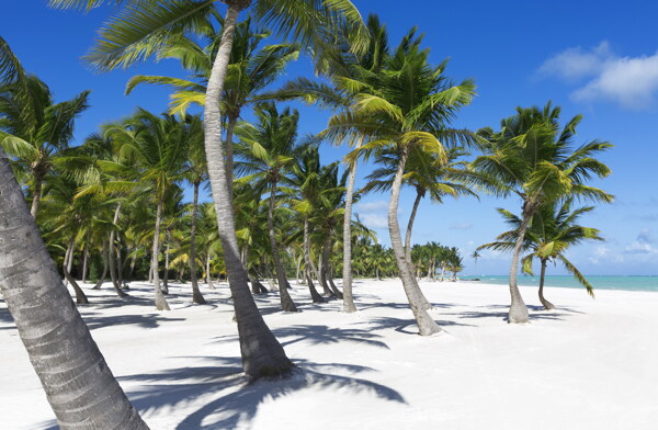 美丽的海边椰子树风景图片
