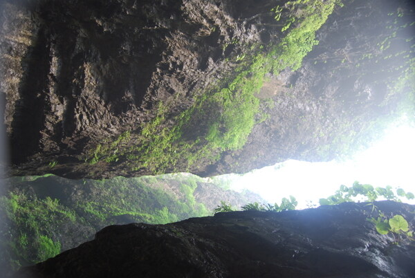 树植物水风景