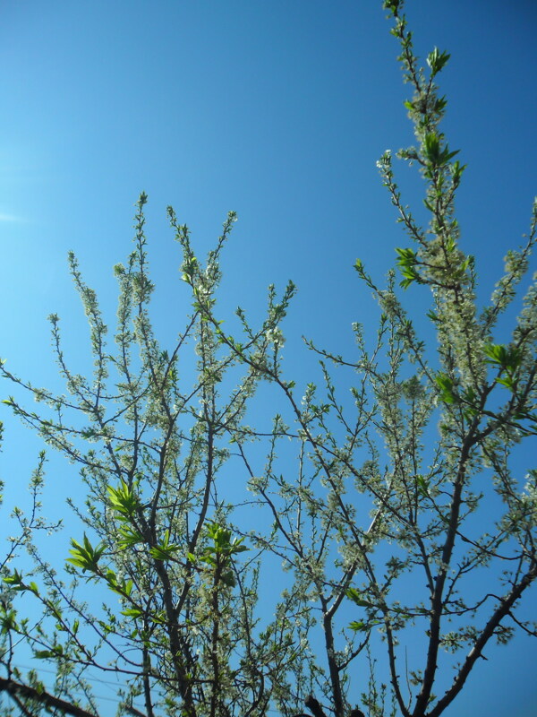 春天的树枝图片