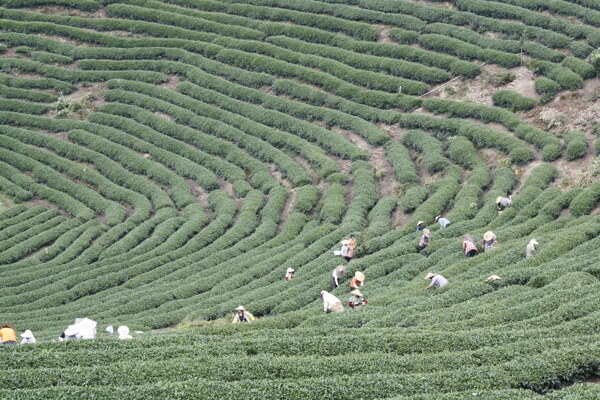 茶山图片