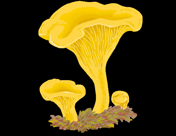 金色蘑菇插画png元素
