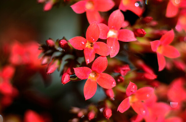 红色长寿花