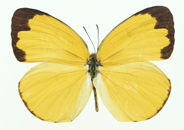 黄色蝴蝶图片