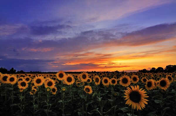 高清夕阳黄昏图