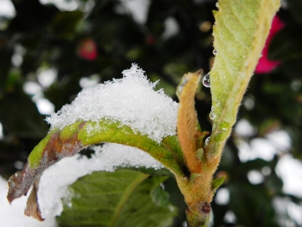 雪景图片