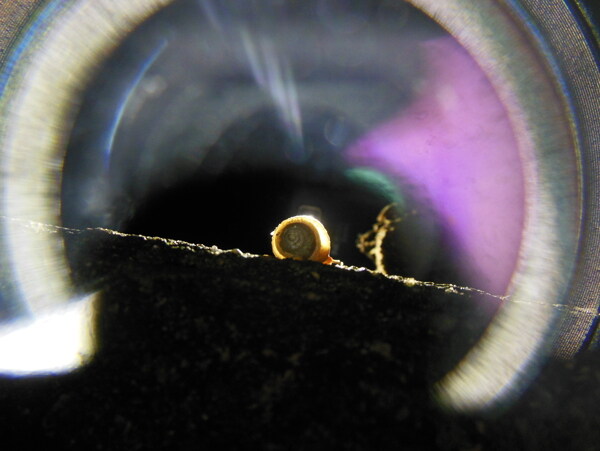 彩光环绕的小蜗牛图片