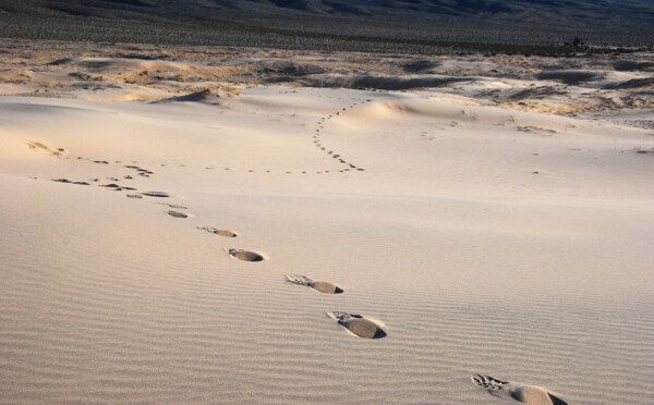 沙漠中的足迹