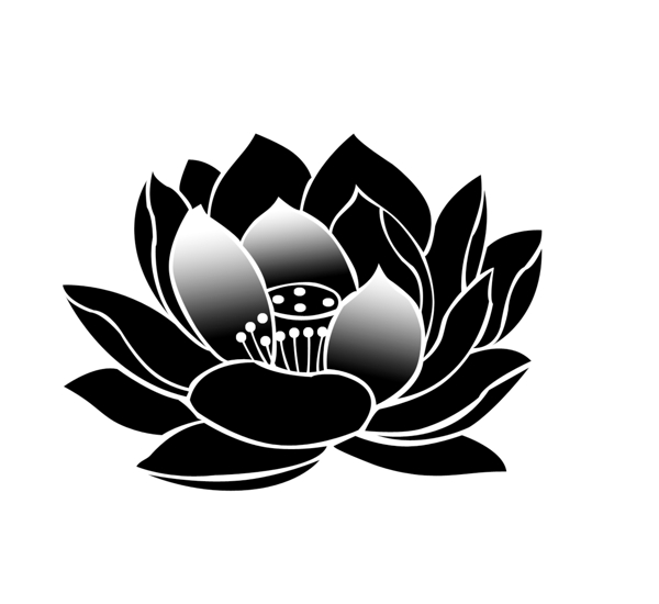 荷花图片