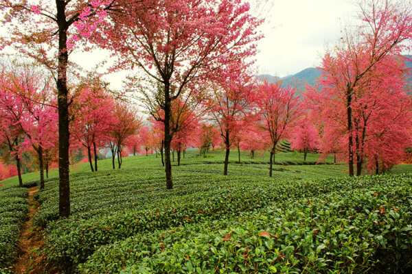 茶园樱花图片