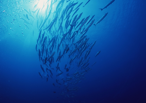 深海鱼群蓝色海底图片