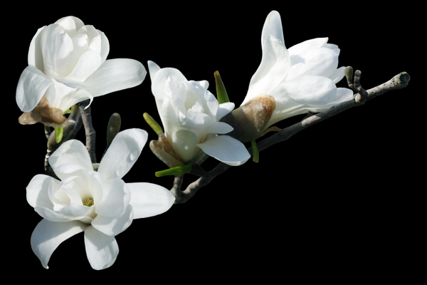 白色木兰花图片